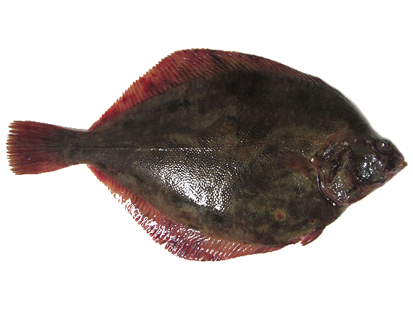 alaska-plaice