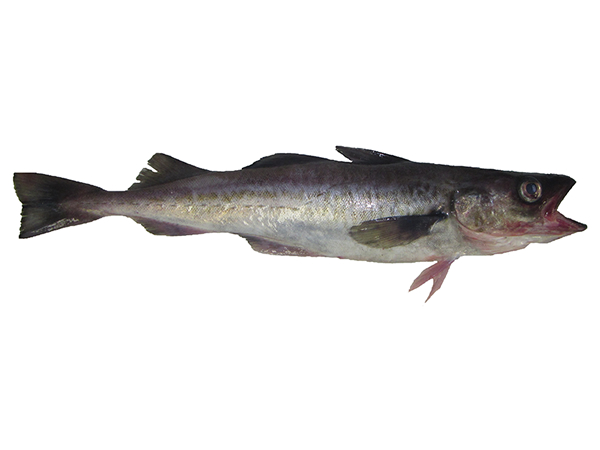 alaska-pollock2