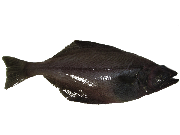 arrowtooh