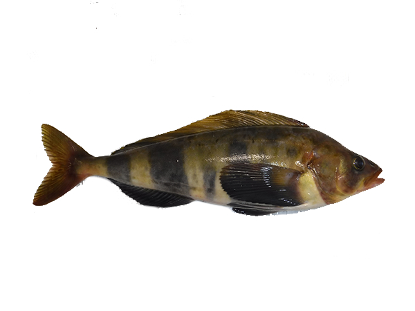 atka-mackeral