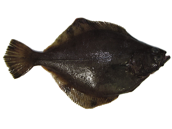 flathead