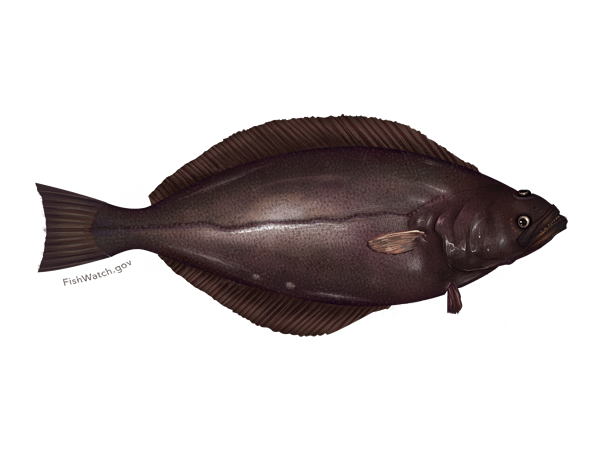 greenland-turbot