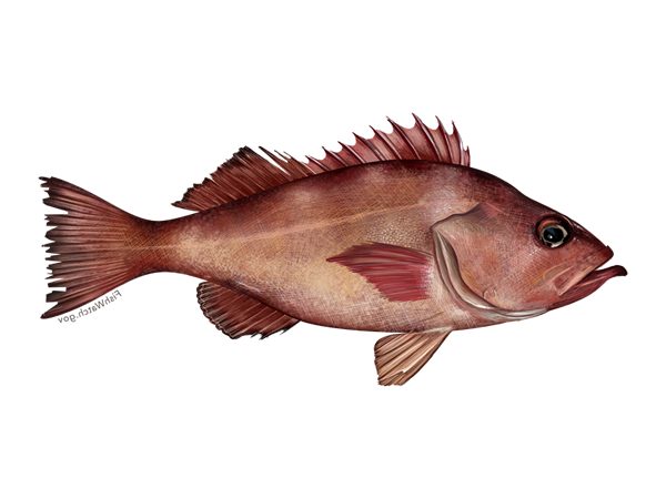 pacific-ocean-perch