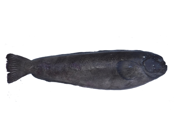 prowfish