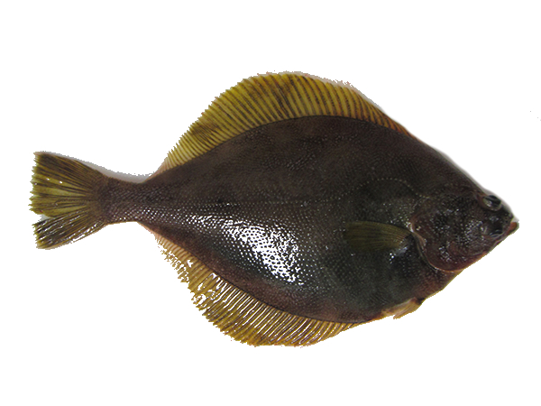 yellowfin